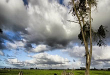 南部之芝突厥，尼库包杜踏平